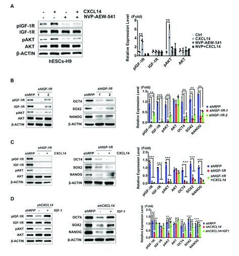 Cxcl Regulates Hesc Self Renewal Through The Activation Of The Igf R