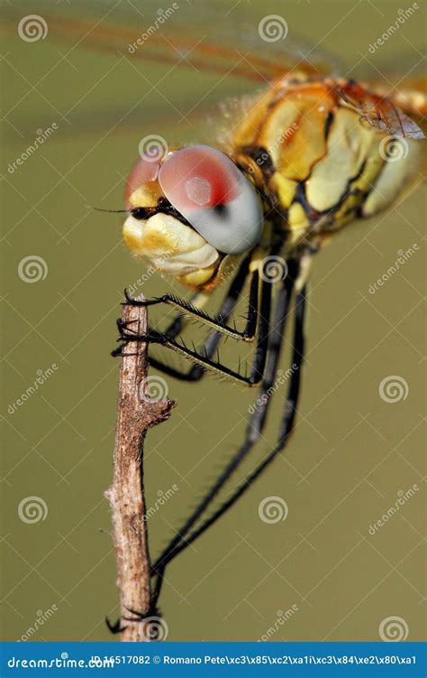 Dragonfly close-up stock photo. Image of eyes, fields - 16517082