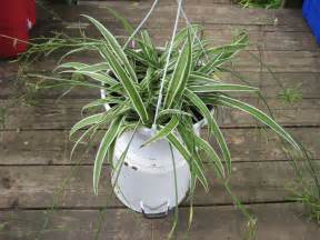 Learn About The Care Of Spider Plants