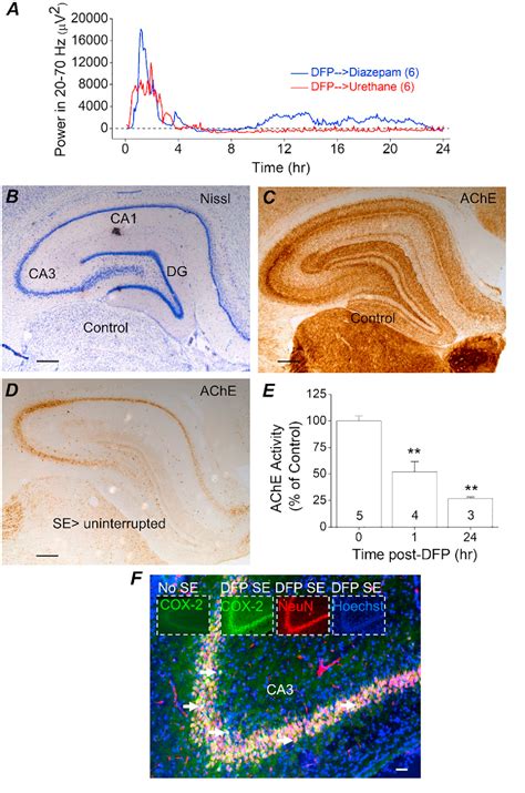 Figure 2 From A Rat Model Of Organophosphate Induced Status Epilepticus