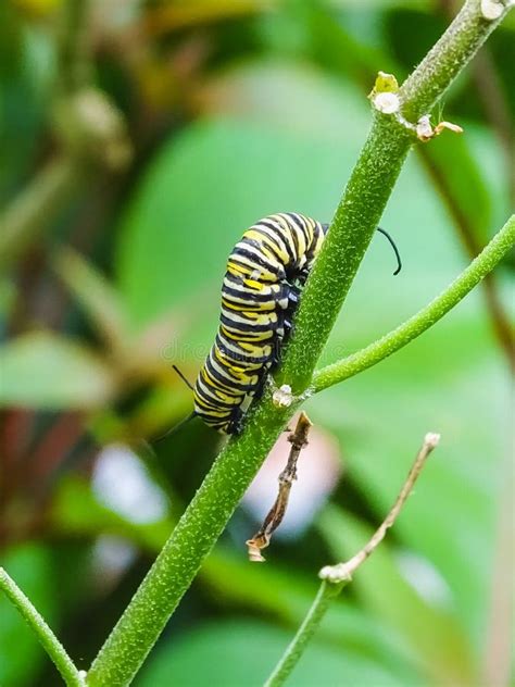 Yellow and Black Caterpillar on Turquoise Background Stock Image - Image of mariposa, turquoise ...