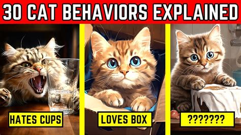 Real Meaning Behind 30 Strange Cat Behaviors Explained Why Do Cats Do