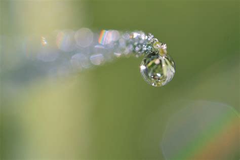 Kostenlose Foto Wasser Natur Fallen Tau Pflanze Fotografie