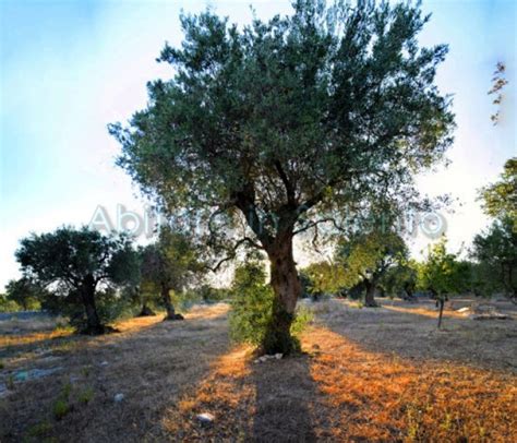 Morciano Di Leuca Terreno Agricolo Con Alberi Di Olivo Vendita Oliveto