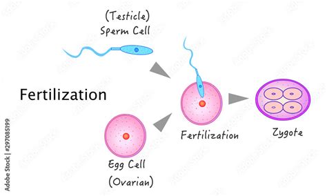 Sperm And Egg Fertilization