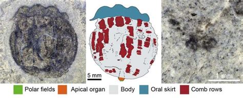 Rare Cambrian fossils from Utah reveal unexpected anatomical complexity in early comb jellies