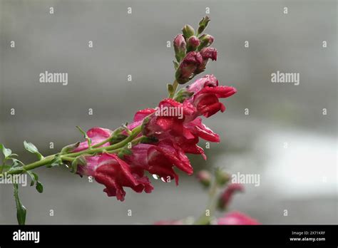 Dragon Flower Hi Res Stock Photography And Images Alamy