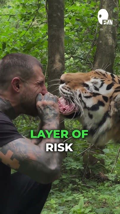 Watch Alex Terrible Lose Tooth In Tiger Tug Of War Youtube