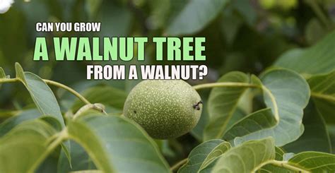 How Can You Grow A Walnut Tree From A Walnut Farmer Planting