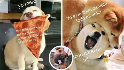 Memes De Perritos Tiernos Y Amor Para Compartir En Whatsapp Petlife