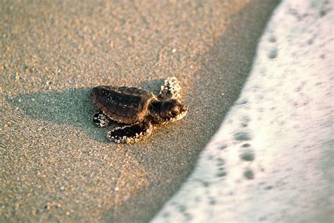 Baby Loggerhead Sea Turtle Caretta Photograph By Mark J Thomas