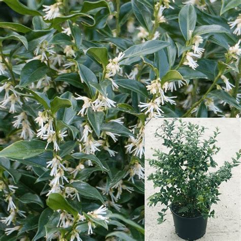 Sarcococa Ruscifolia 5gallon Sweet Box Improved Fragrant Valley Live P