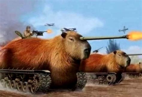 tank : r/capybara