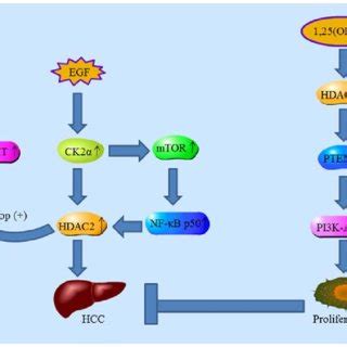 Schematic Representation Of The Role Of Hdac In Hcc Treatment With