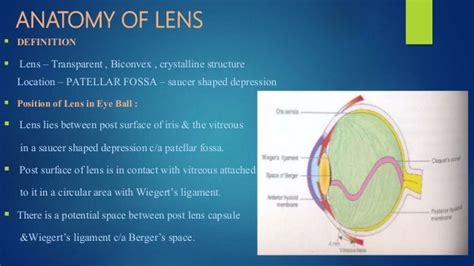 Anatomy & physiology of human eye lens