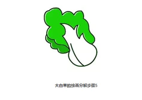 大白菜简笔画的画法 白菜怎么画 白菜的卡通画儿童画白描收回教程2 图片7p 才艺君