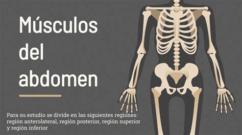 Músculos Abdomen Udocz