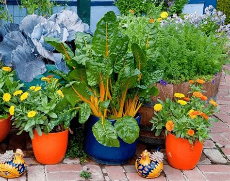 20 Vegetales Para Cultivar En Macetas Trucos De Jardineria