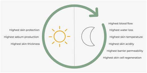 Circadian Rhythm Understand And Tune Up Your Skins Clock Nourish London