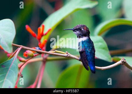 Bee hummingbird el pájaro más pequeño del mundo en Cuba Fotografía de