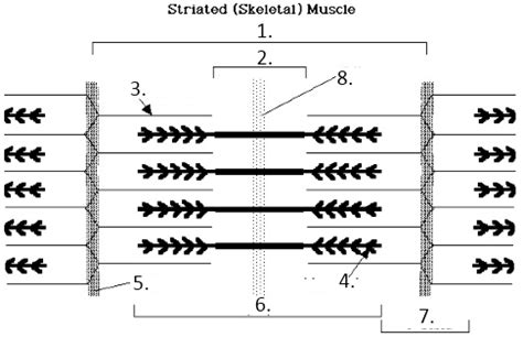 structure of sarcomere Diagram | Quizlet