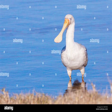 A Yellow Billed Spoonbill Platalea Regia At Herdsman Lake Perth