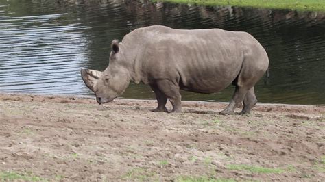 Serengeti Park Hodenhagen Nashorn Elefant Riesen Elefant