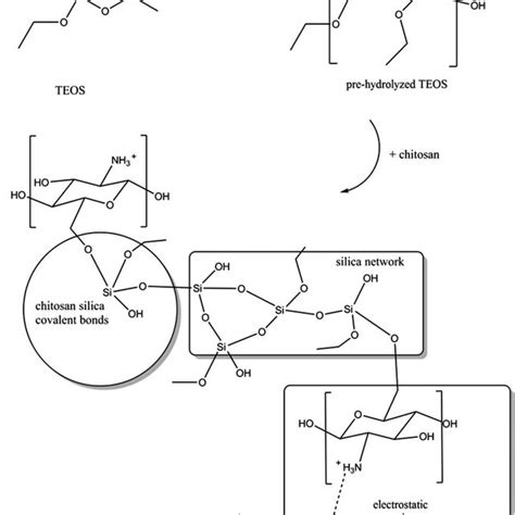 3 The Scheme Of Synthesis Of Chitosan Silica Composite Download Scientific Diagram