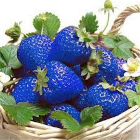 Blue Strawberry Seeds Rare Blue Strawberry Nutritious Fruit Seed