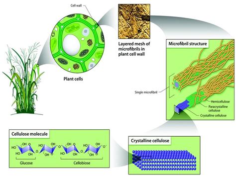 1 Parenchyma Of The Plant Cell Wall Of Lignocellulosic Biomass Lignin