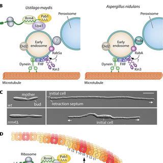 mRNA transport. (A) Scheme of MT-based transport in fungal hyphae. (B ...