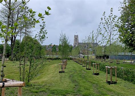 UDENHOUT TREES Stadspark Motten Tongeren