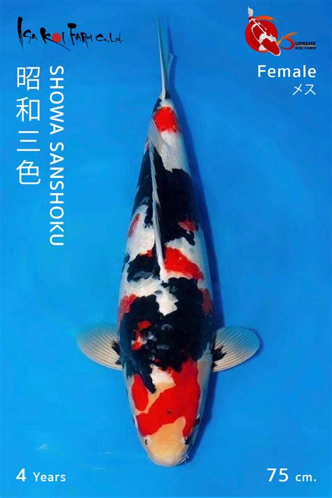 Showa Sanshoku Isa Koi Farm Koikoito