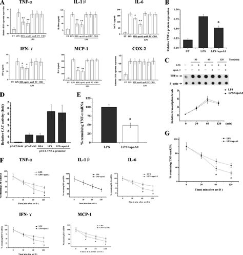 Apoa I Suppresses Lps Induced Inflammatory Cytokine Expression In