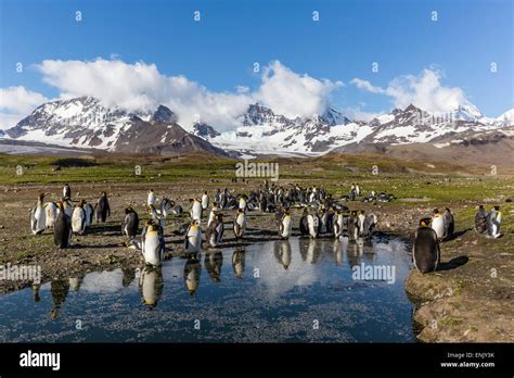 Pingüinos rey Aptenodytes patagonicus en las primeras horas de la