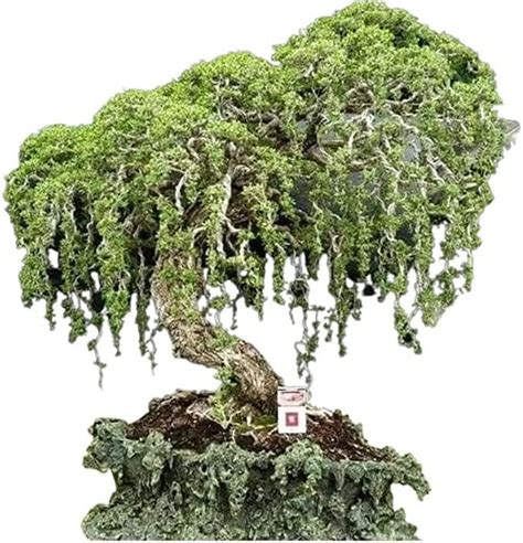 Amazon.com: Australian Willow Bonsai Trees Fresh Cutting - Extensive ...