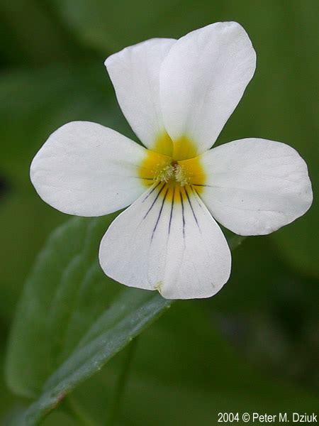 Viola canadensis (Canadian White Violet): Minnesota Wildflowers