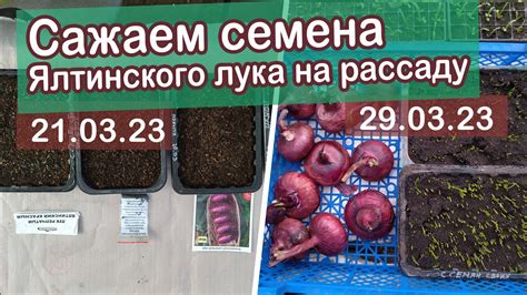 Ялтинский лук сажаем на рассаду весна 2023 - YouTube