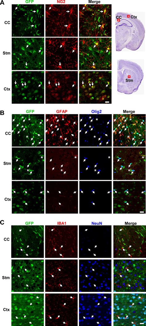 Hgfap Cre Mediated Recombination In Glial Cells A Recombination In