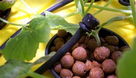 Hydroponic Drip Systems All You Need To Know To Get Started