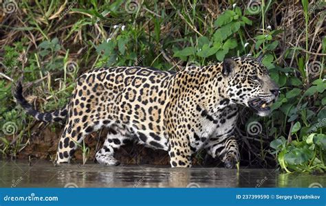 Jaguar Walks On Water. Side View. Panthera Onca. Natural Habitat ...