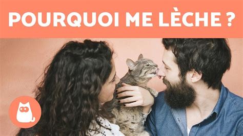 Pourquoi Mon Chat Me Lèche 6 Raisons Communes Youtube