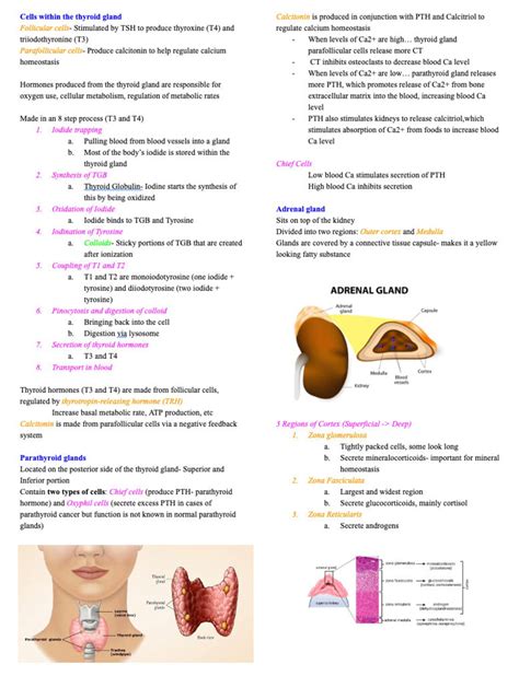 Endocrine System Notes Anatomy And Physiology Nursing School