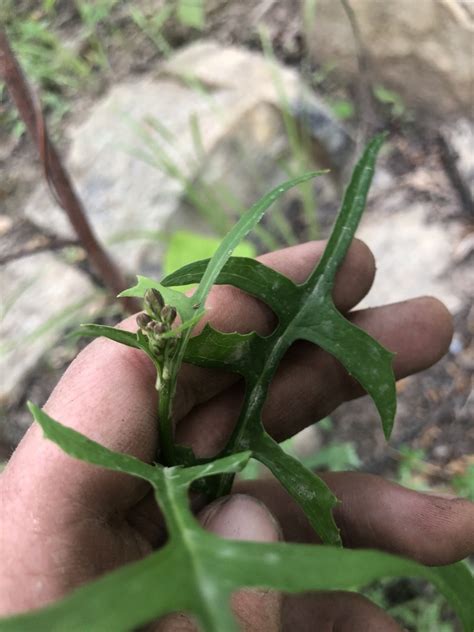 Hairy Lettuce From Uwharrie National Forest Troy Nc Us On May