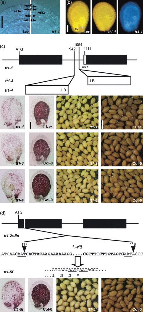 Phenotypic And Genetic Characterisation Of Tt Alleles A Structure