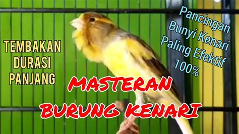 Bird Sounds Canary Bird Masteran Burung Kenari Tembakan Durasi