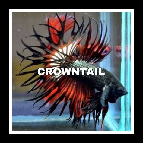 Jual Ikan Cupang Crown Tail Bergaransi Shopee Indonesia