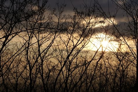 Free Images Tree Nature Grass Branch Light Cloud Sky Sun