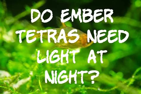 Do Ember Tetras Need Light At Night Tetra Fish Care