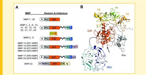 Mmp Domain Structure And Protein Fold A The Domain Organization Of